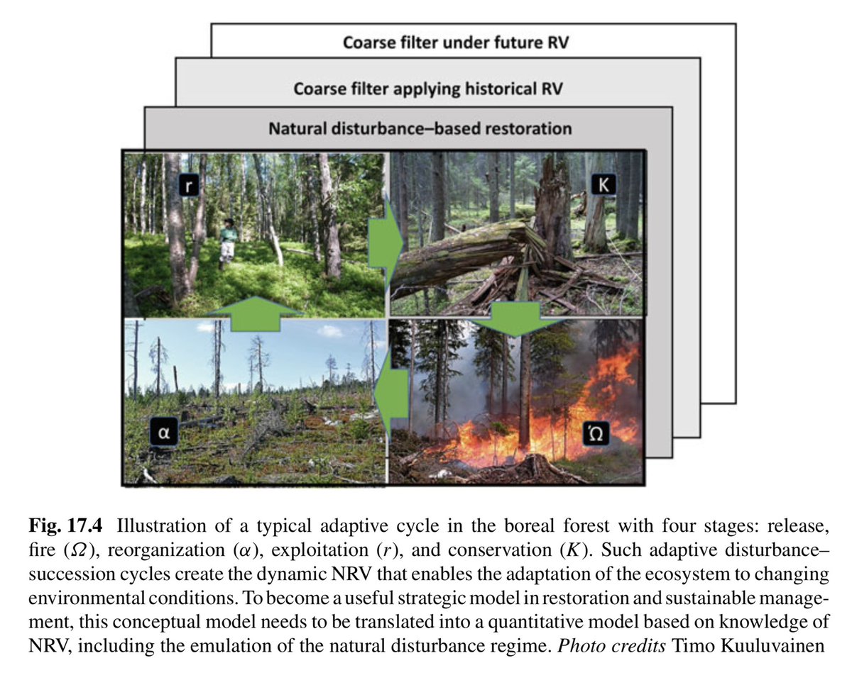 What, how much and when to restore? 🤔

Chap. 17 provides an overview of different #Restoration methods and their applicability in boreal forests.

Learn more: link.springer.com/chapter/10.100… 

✏️ Timo Kuuluvainen &amp; Petri Nummi