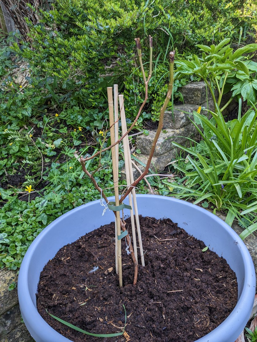 Parisa Wright tweet media