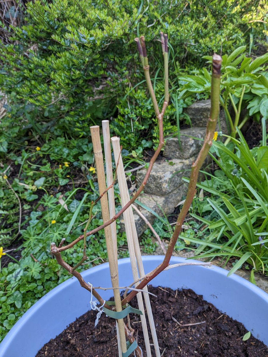 Parisa Wright tweet media