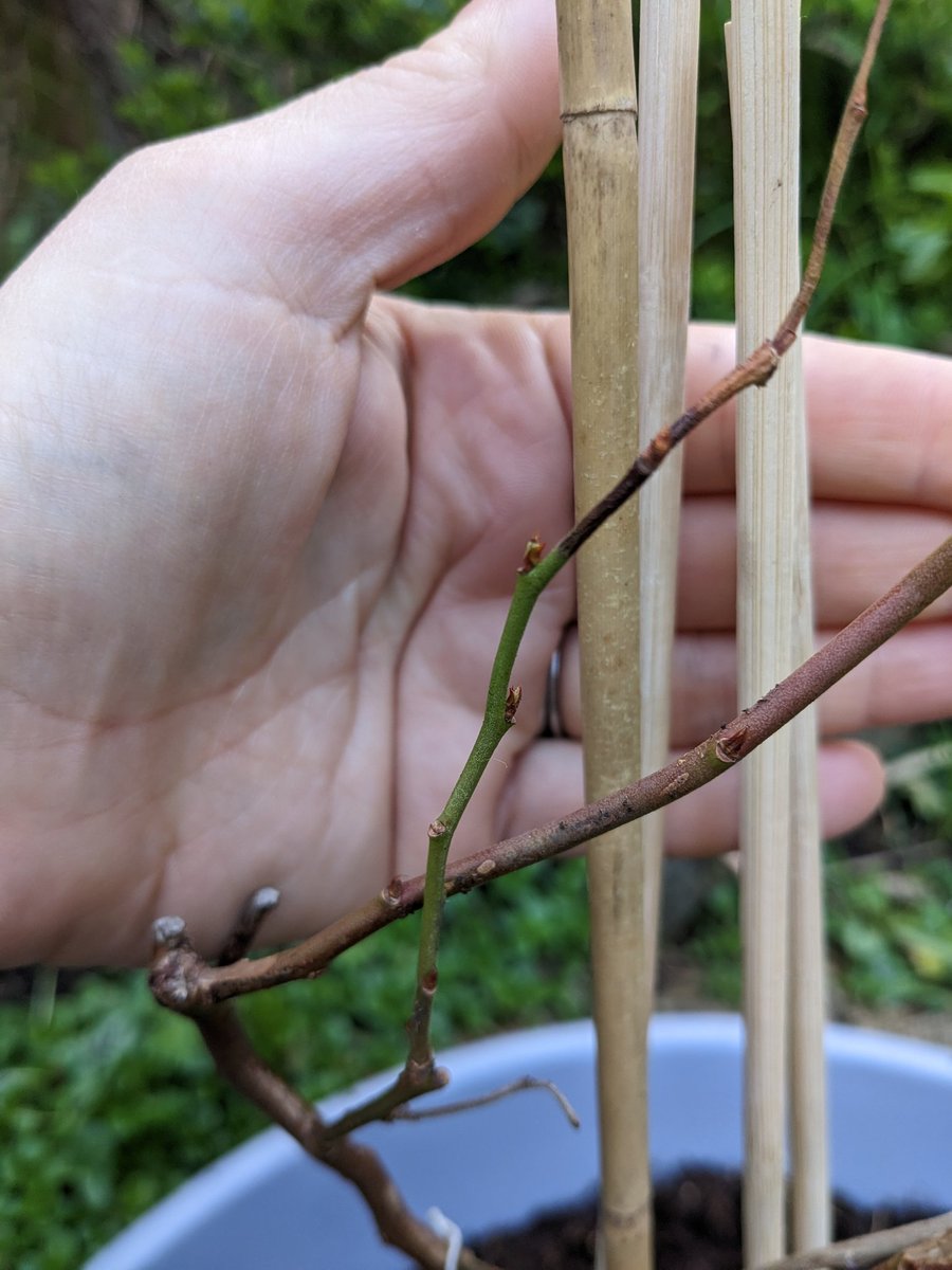 Parisa Wright tweet media