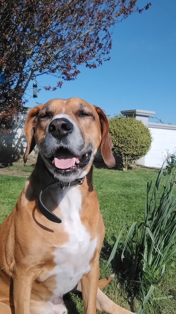 How handsome is my Simba?? Think this is literally my fave pic of him 😊💕🥰 #dogsoftwitter #doggiemom #sunnydays