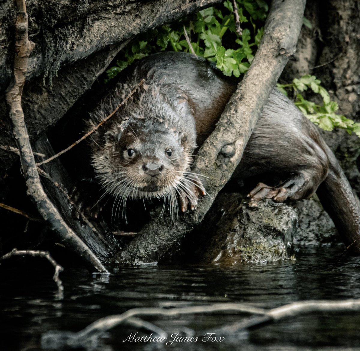 Otter on the river. 

#otter #otters #otterlove #otterlovers #river #waterways #waterway #wales #welshwaterways #mammal #welshwildlife #mountainash #rivercynon