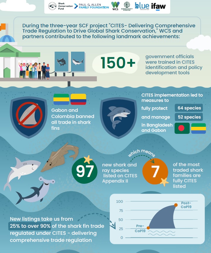 During the 3 year project about @CITES Shark Trade Regulation that the #SharkConservationFund funded, @TheWCS @PGAFamilyFdn @HSIGlobal @blue_resources @ifawglobal contributed to many landmark achievements for #SharkConservation. Take a look: sharkconservationfund.org/project/cites-… #CITES4Sharks