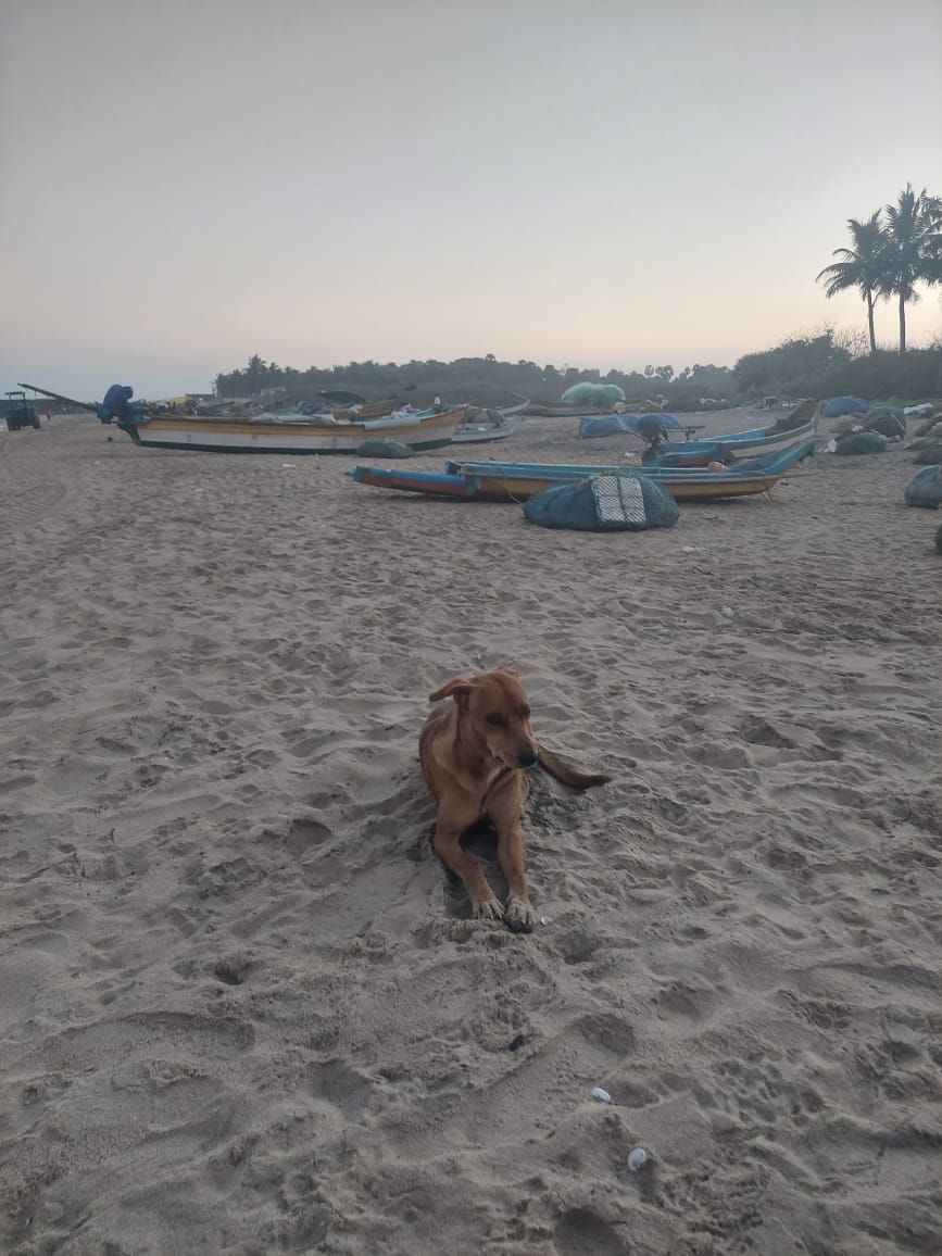 _DeafLeopard's tweet photo. Drop your last saved pic and name it
"BOYFRIEND REVEAL"
#ThisIsPerfect #Indie #Dogs>>> https://t.co/QTGvZB916U