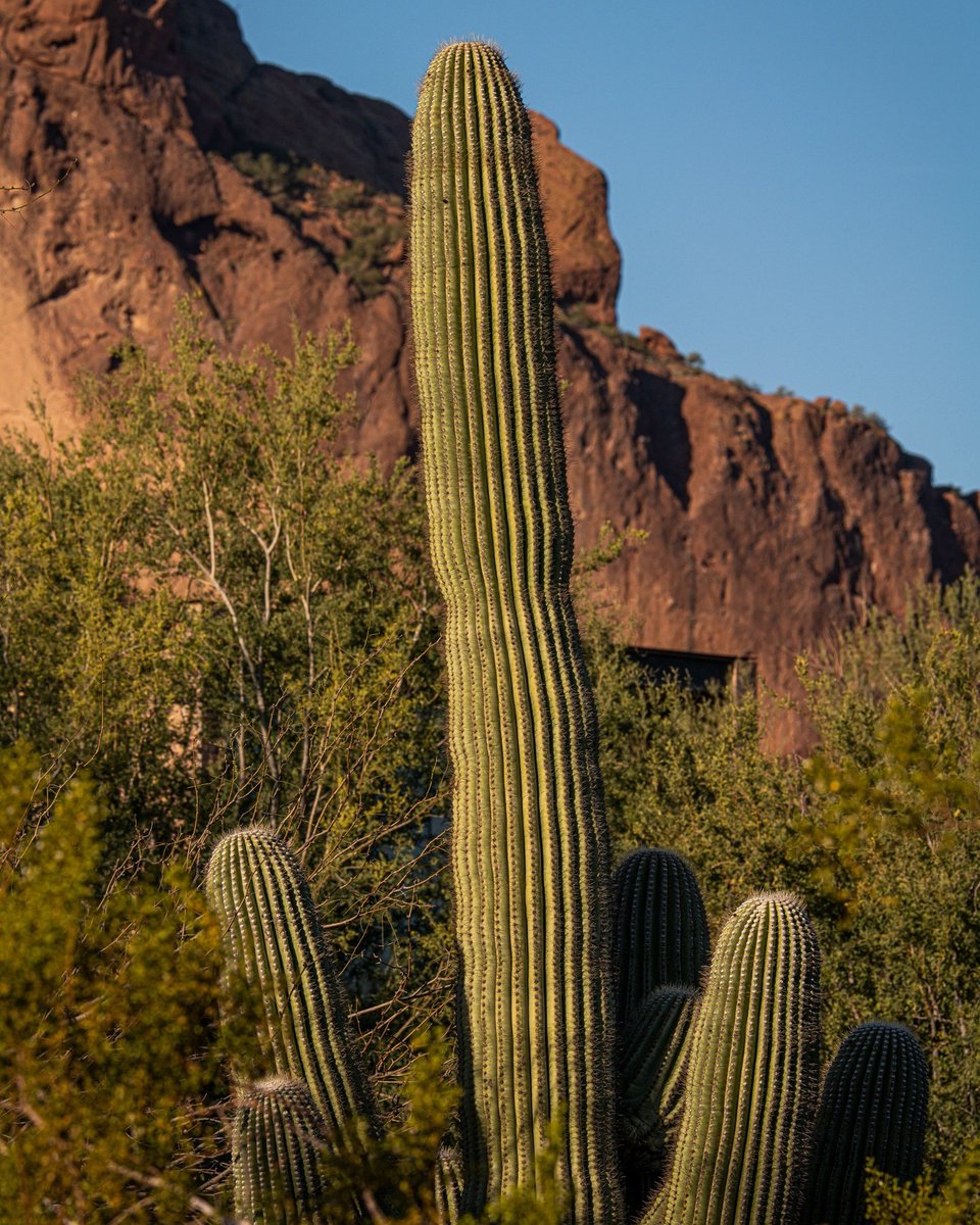 Scottsdale_VR's tweet photo. What are your plans for today? Let us know in the comments below.
#HoppyEaster #HappyEaster #EasterTime #Easter #CommentsBelow #EasterSunday #VisitScottsdale #VisitArizona #BookDirect #ExploreAZ #VacationTime #VacationRentals #ScottsdaleArizona #ILoveScottsdale https://t.co/ACE4MJvD2o