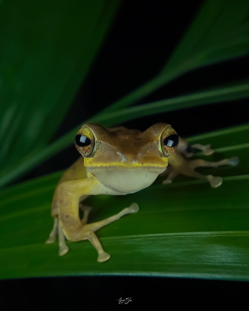 Tree frog
#mobilemacrophotography
#natgeoindia #photography #TwitterNatureCommunity #indiaves #IncredibleIndia #discovery #bbcearth
#earthcapture #throughyourlens #ThePhotoHour #BBCWildlifePOTD #photooftheday #NaturePhotograhpy #nature @NatureIn_Focus @NatGeoIndia @BBCEarth