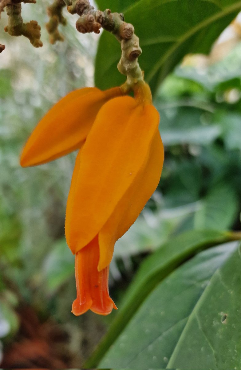 LivTropicals's tweet image. Juanulloa aurantiaca native to Central America has flowers unusual in shape and colour, flowering today @LivTropicals #Solanaceae