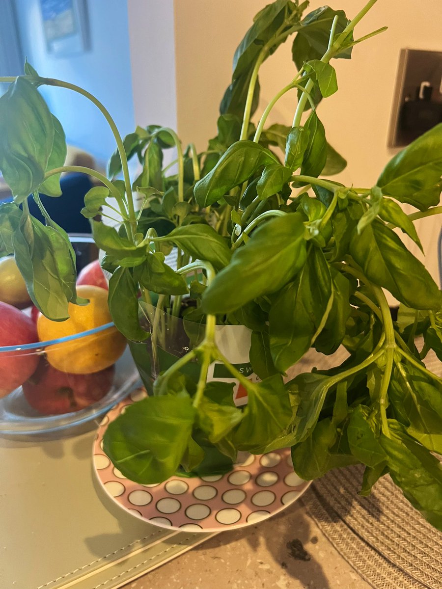 Does anyone have the secret for keeping basil alive?!