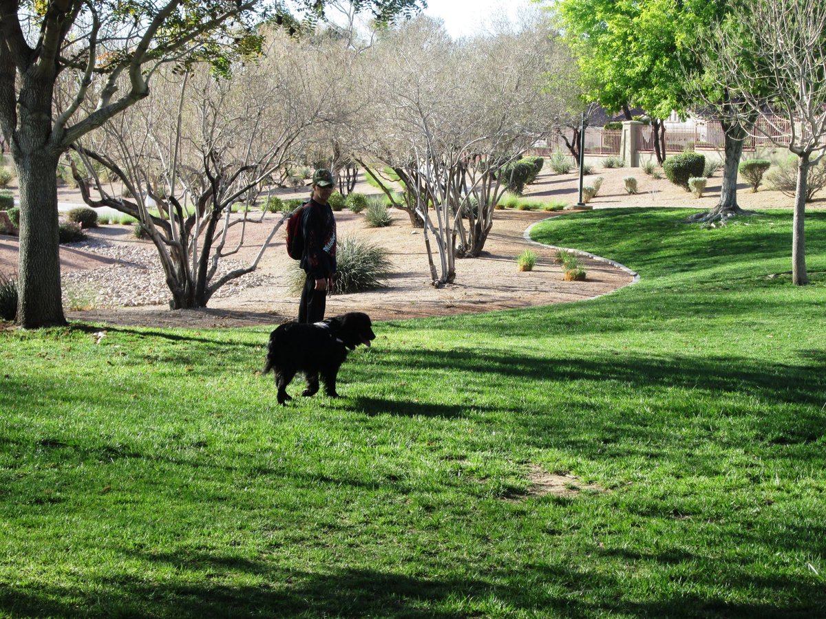 ElissaShakal's tweet photo. We did a 7.5-mile #walk yesterday through #SummerlinLV.  More important than the exercise is being #outinnature.  Enjoying the beauty of the #desert, everything in #bloom.  Our #dog Maggie loves all the grass and trees.  Lovely #trails, lots of #golfcourses.  #LasVegas #Spring https://t.co/ho5ja85zmb