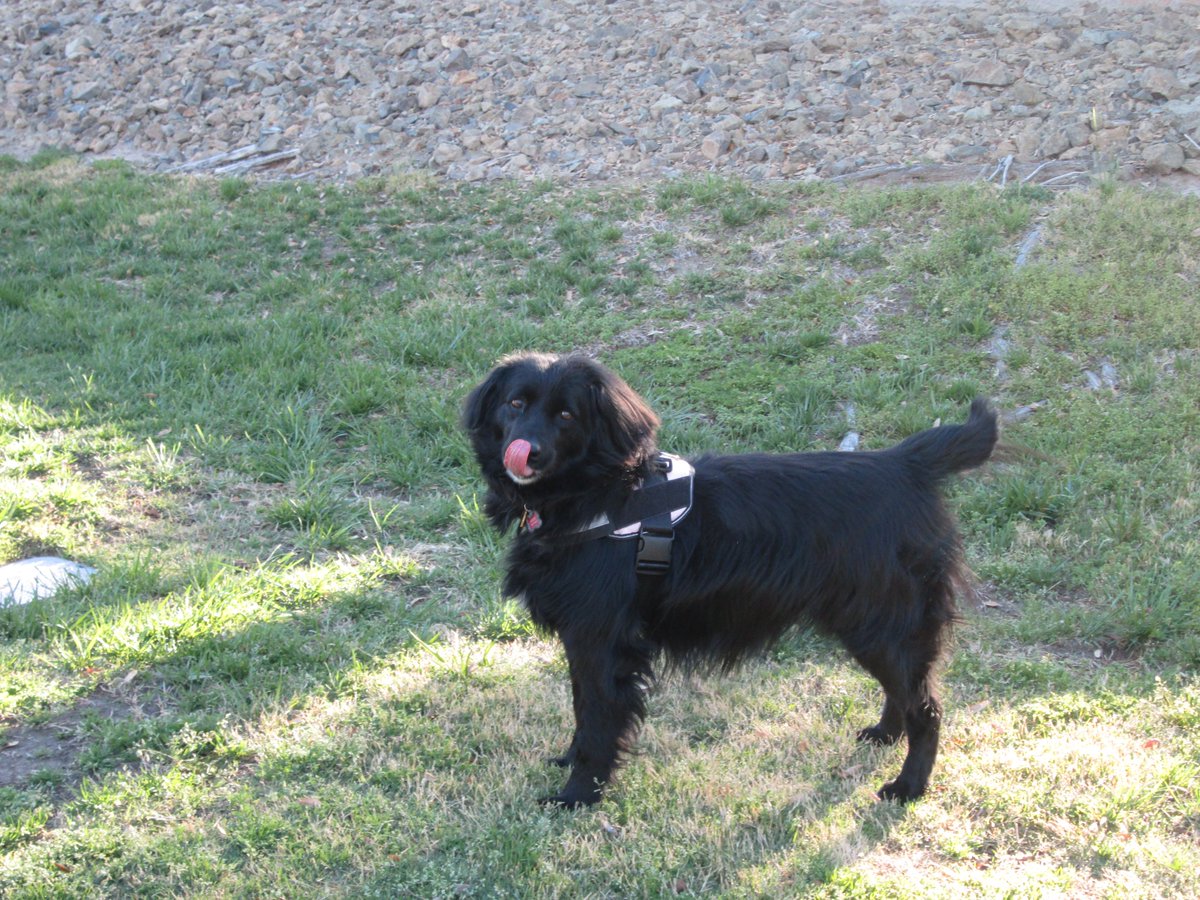 ElissaShakal's tweet photo. We did a 7.5-mile #walk yesterday through #SummerlinLV.  More important than the exercise is being #outinnature.  Enjoying the beauty of the #desert, everything in #bloom.  Our #dog Maggie loves all the grass and trees.  Lovely #trails, lots of #golfcourses.  #LasVegas #Spring https://t.co/ho5ja85zmb