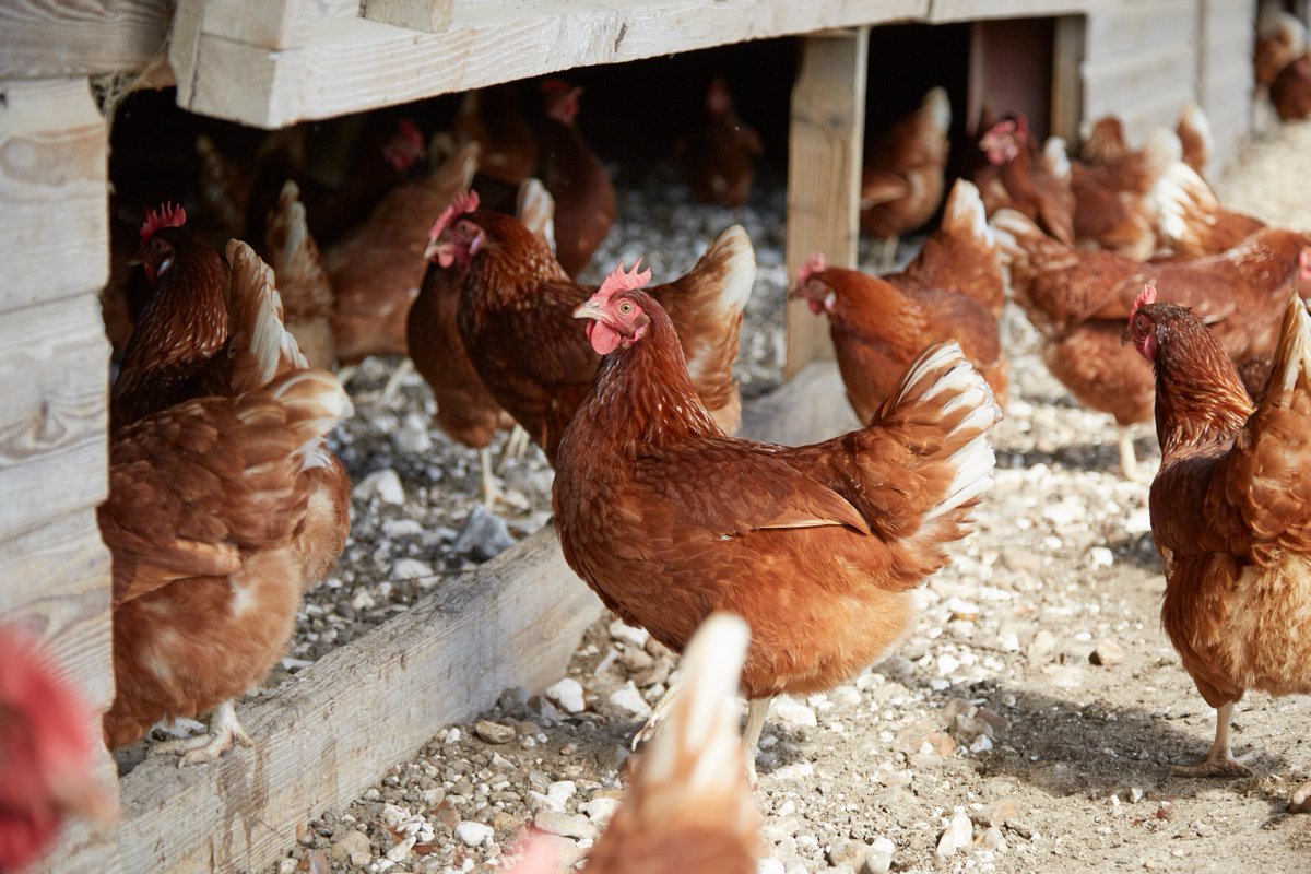 Free-range eggs are coming back to supermarket shelves as the bird flu housing order is lifted today! 🐔🥚 Learn more about hen welfare and egg production on the RSPCA Assured website.➡️ #FreeRangeEggs #BirdFlu #HenWelfare #EggProduction #RSPCAAssured