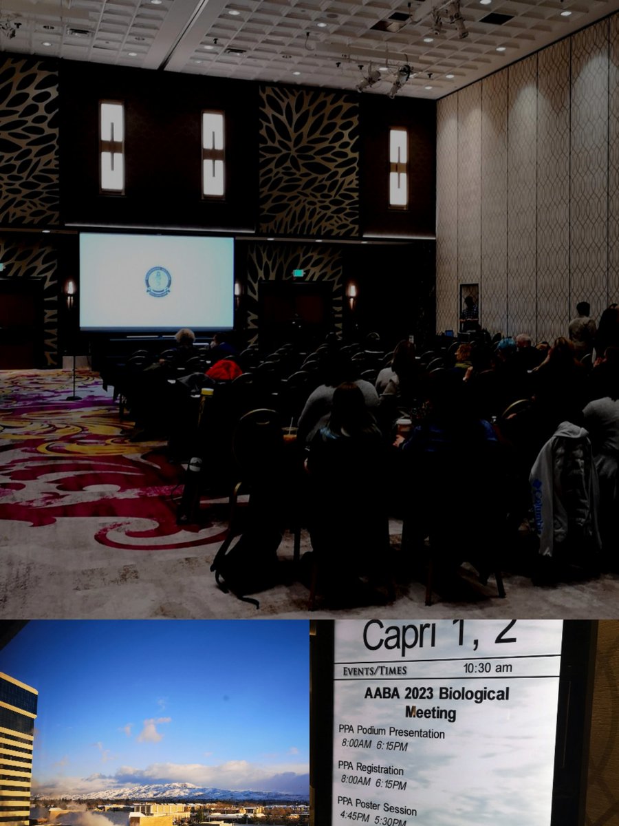 ile_mic's tweet photo. @Paleopatholog10 meeting is now on from Reno, NV 💀🎙️
#Paleopathology
#osteology
#bioarchaeology https://t.co/WyH3Au662N