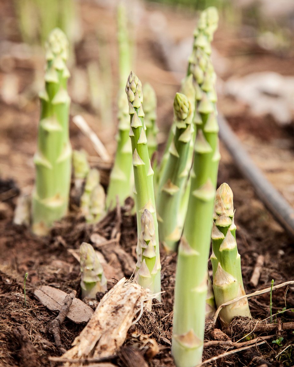 Growing British asparagus is a labour of love - each spear is harvested by hand when it reaches just the right height. This means we have to make the most of every precious spear – how are you going to be serving yours?