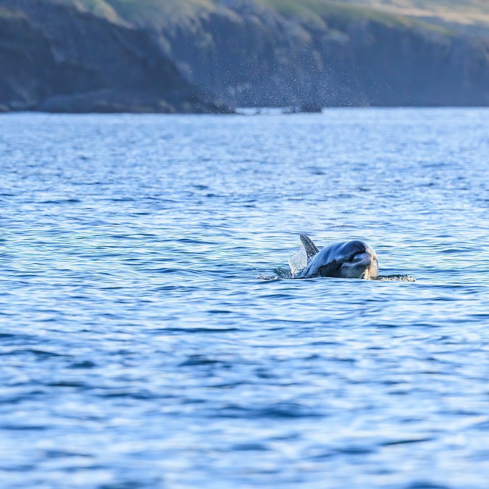 An interesting perspective of a bottlenose!

#abaytoremember #wildlifeboattrips #bottlenosedolphin #cardiganbay #pembrokeshire #ceredigion #visitpembrokeshire #visitceredigion #visitwales #wildlifephotography #boattrip instagr.am/p/CrL5zcfL6hH/