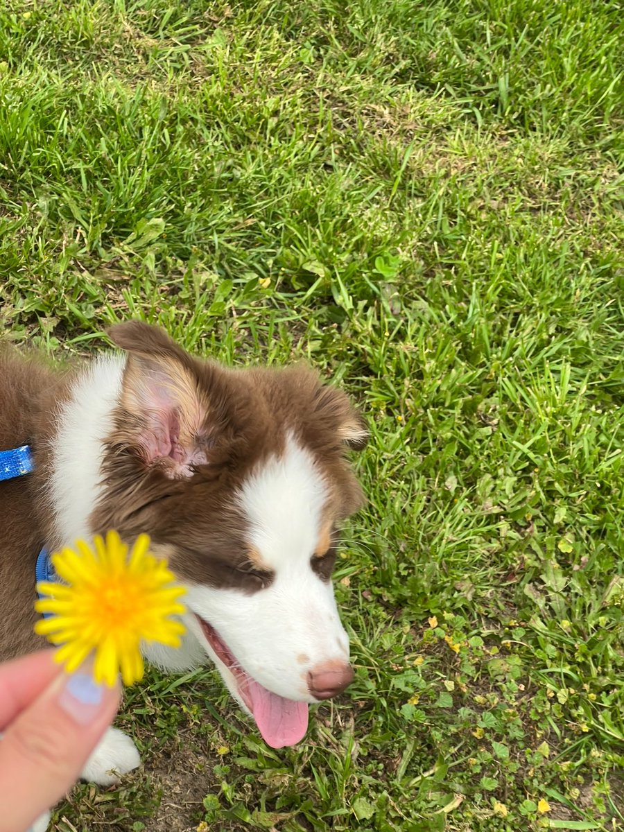 rmsachiko's tweet photo. flower boy 🌻 https://t.co/TkjM75nrNu