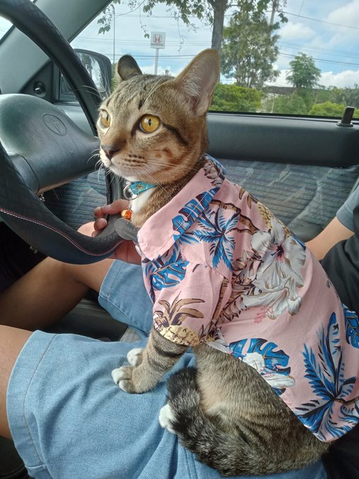 ElenRoo's tweet photo. A young cat from Bangkok wears a flower pattern shirt. https://t.co/VCLMqX8gSR