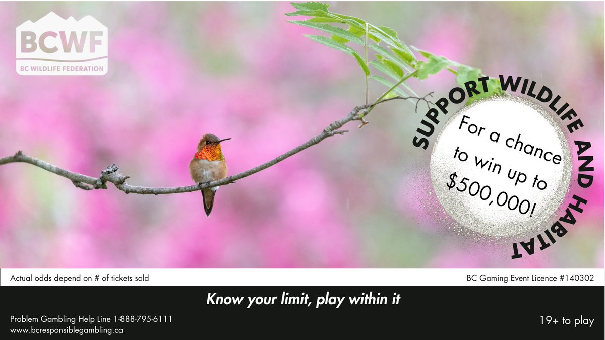 Support wildlife and habitat, and WIN BIG! Our 50/50 jackpot could go up to up to a million dollars. What would you do with your half? bcwflottery.com