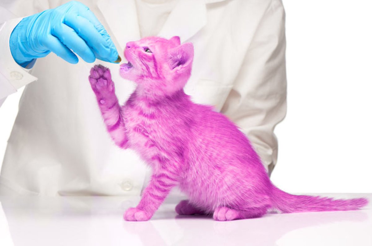 Hum_Pinky's tweet image. remember  2  take ur  meds so  u can be  a big  strong kittycat   like  me !!!