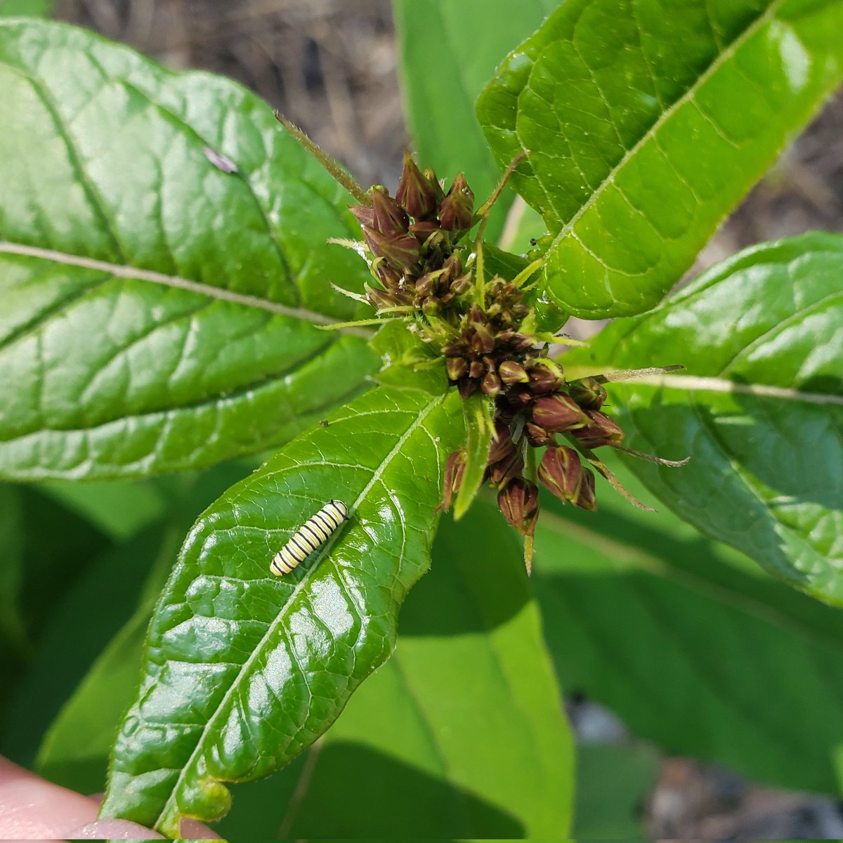 JessicaCNN's tweet image. The first monarch caterpillars of the season have arrived! #savethemonarchs #pollinatorgarden