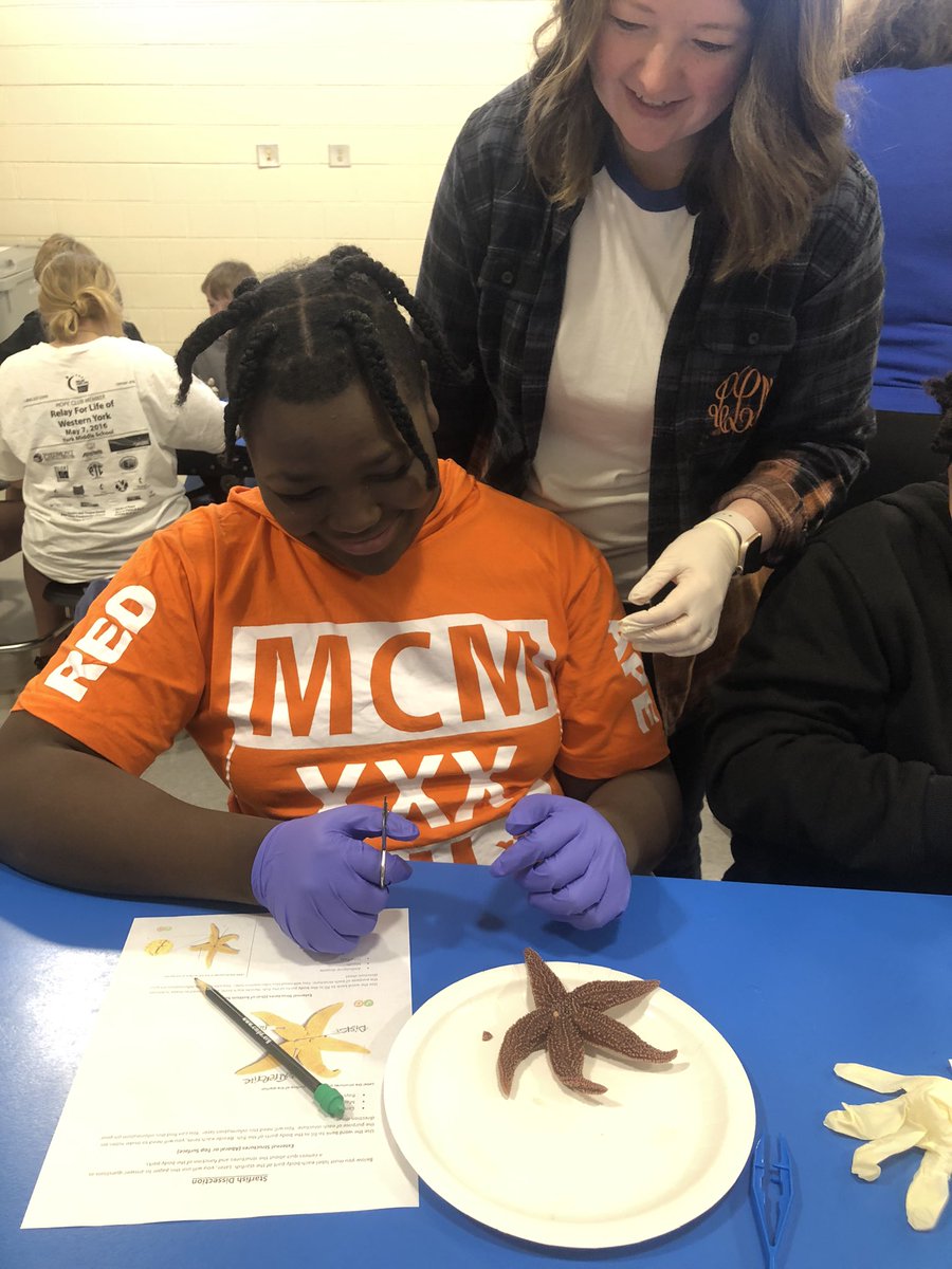 Ss <a href="/York1HGS/">Hickory Grove - Sharon Elem</a> experiencing a starfish dissection on our learning walks this morning. Scientists at work!