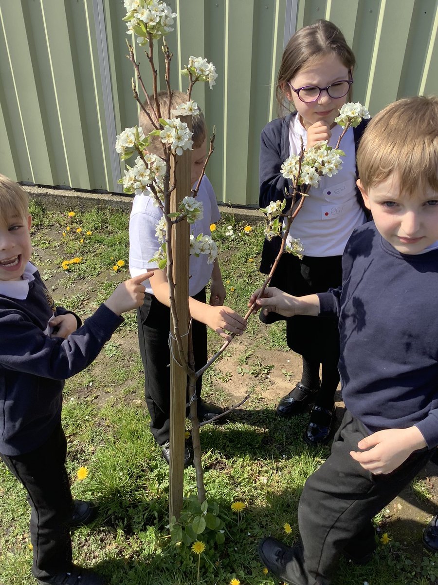BandBschool's tweet photo. Team Aire have been outside to find some different plants! 🌱We found some wild plants such as daisies and dandelions and looked for their different parts: flowers, stem and leaves. We even found some blossom on our pear tree! 🌸 @nationaltrust #BlossomWatch #BandBSTEM @STEMEduc https://t.co/YI7MCwVKXp