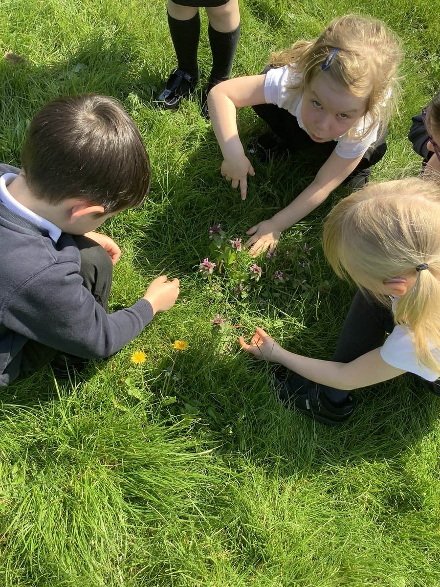 BandBschool's tweet photo. Team Aire have been outside to find some different plants! 🌱We found some wild plants such as daisies and dandelions and looked for their different parts: flowers, stem and leaves. We even found some blossom on our pear tree! 🌸 @nationaltrust #BlossomWatch #BandBSTEM @STEMEduc https://t.co/YI7MCwVKXp