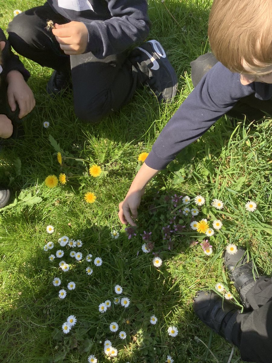 BandBschool's tweet photo. Team Aire have been outside to find some different plants! 🌱We found some wild plants such as daisies and dandelions and looked for their different parts: flowers, stem and leaves. We even found some blossom on our pear tree! 🌸 @nationaltrust #BlossomWatch #BandBSTEM @STEMEduc https://t.co/YI7MCwVKXp