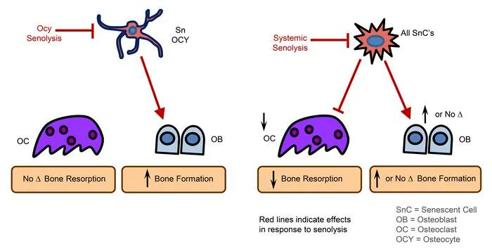 Osteocyte-specific senolysis partially counters bone loss compared with systemic senolysis: buff.ly/3UGQO4q @skhosla78 @MayoClinic #Aging #BoneBiology