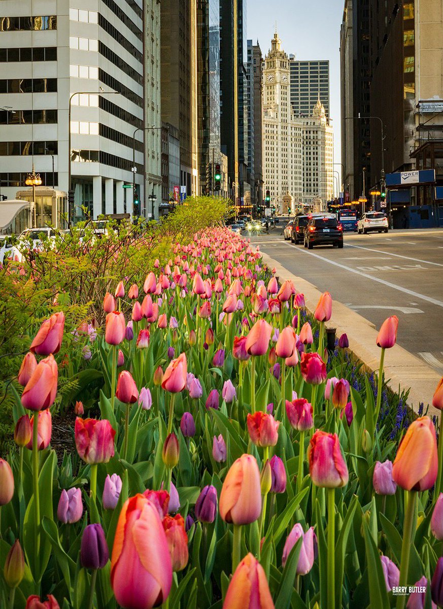 barrybutler9's tweet photo. Michigan Avenue Morning.   Today  in Chicago.  #weather #news #chicago #ilwx #spring #tulips https://t.co/Gr8ijqnG7E