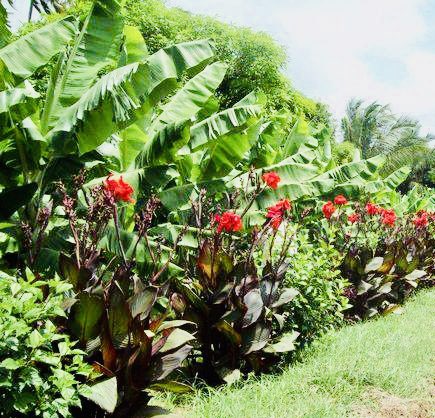 4MMumin's tweet photo. Agriculture is an important economic activity in Somalia not only in terms of meeting the food needs of the population but also in terms of generating income through crop sales &amp; agricultural labor opportunities.

It contributes more than 65% to the national GDP. 1/2 https://t.co/Bp9c66V3DK