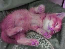 Hum_Pinky tweet picture