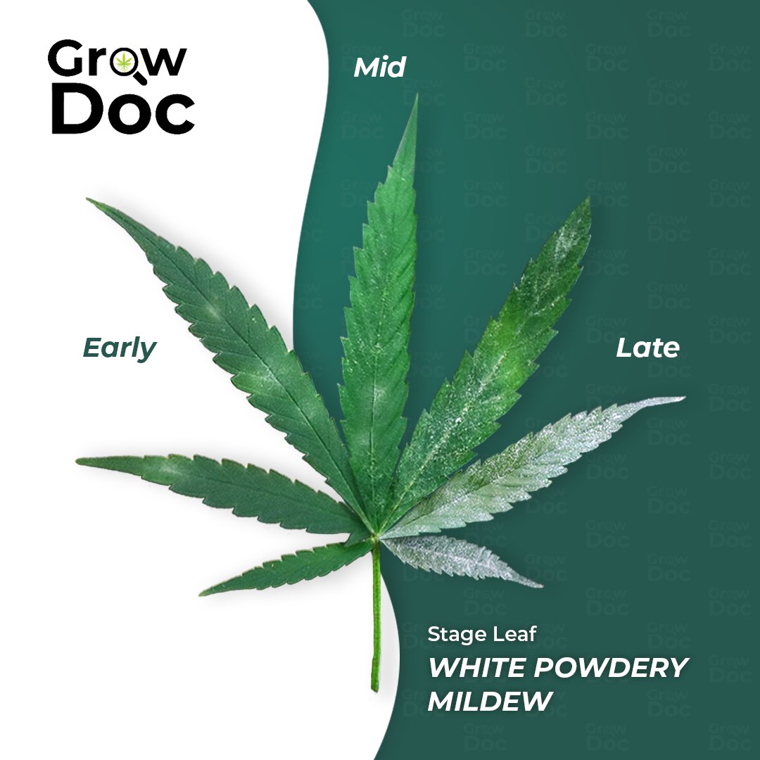 growdocapp's tweet photo. Introducing the White powdery mildew stage leaf by GrowDoc! This is a common fungal disease that affects a variety of plants, including cannabis. Learn more on https://t.co/aaw3frU48p or download the app and stay ahead of the game in your grow operation! https://t.co/8EyfJKwHWU
