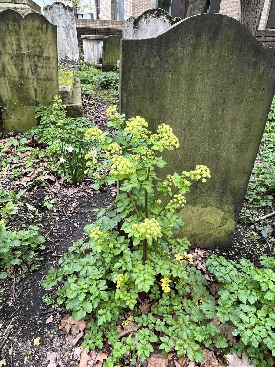 BarbicanWLG's tweet photo. Alexanders in Bunhill Fields @FCityGardens #BunhillFields https://t.co/WXvEvcx2Ue