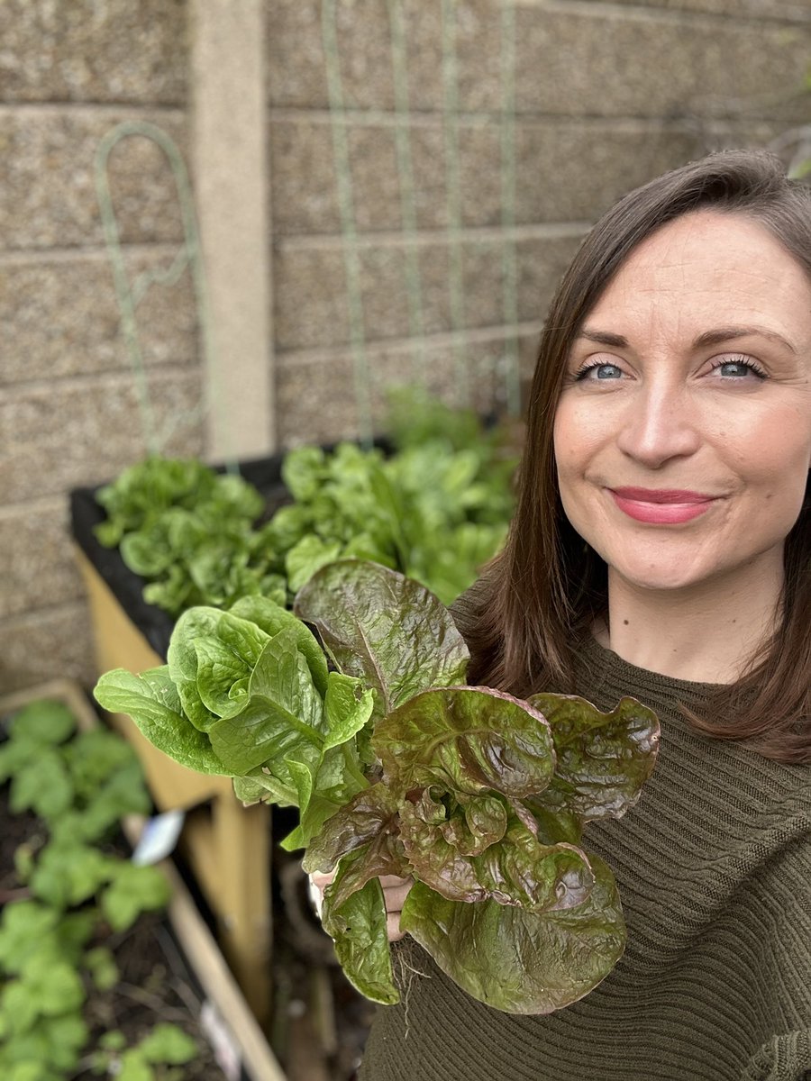 Lots of lettuce to harvest from my garden 🥬 All sown in autumn in my trug and left uncovered all winter ❄️ #growyourown #allotment #gardening #garden #GardenersWorld #gardeningtips