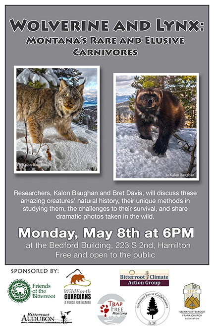 Join us for a presentation on Wolverine and Lynx in Montana. May 8 at 6pm, Hamilton. @wildearthguard @TrapFreeMT