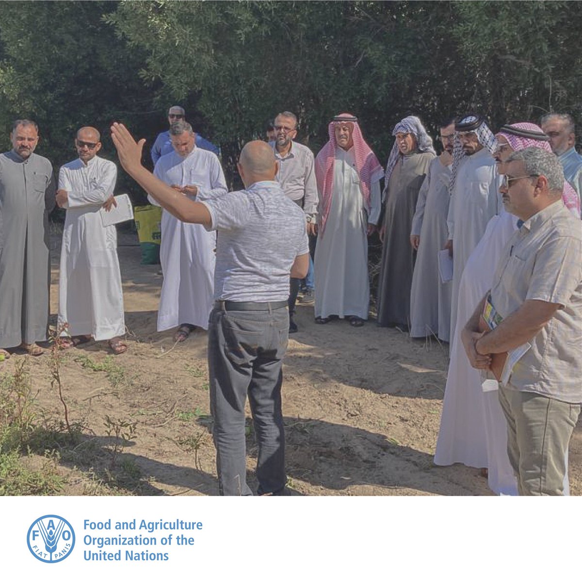 FAOIraq's tweet photo. 📢 @FAOIraq under @EUinIraq fund conducted an FFS workshop  for  Tomato producers in Al-Zubair on fodder production in  a rotation with tomato crop  which should increase   productivity,  improve soil quality and  promote a suistanble water and land uses. #FFS #FodderProduction. https://t.co/mTNH4Noud4