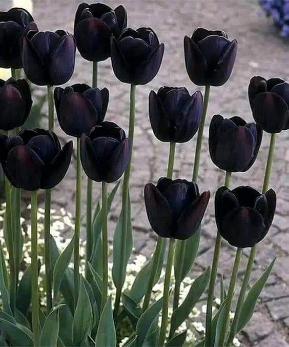 artindetaiIs's tweet photo. black tulips https://t.co/1cKZwKneWU