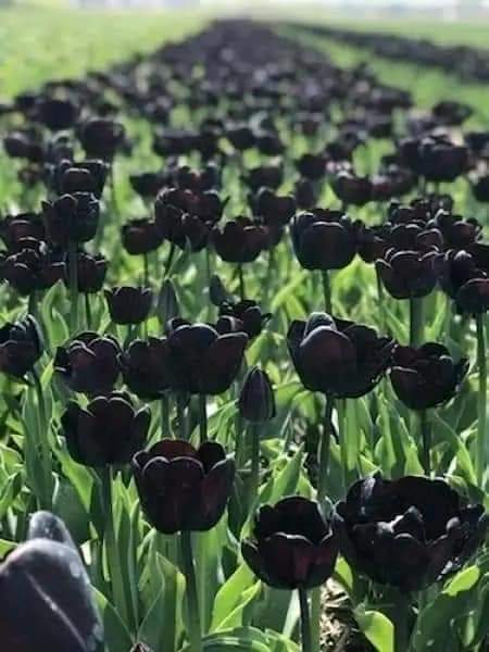 artindetaiIs's tweet photo. black tulips https://t.co/1cKZwKneWU