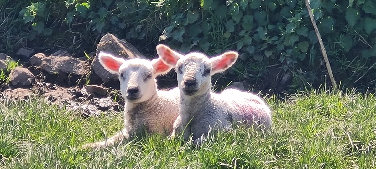 CTywydd's tweet photo. Fab weather & a great walk today. Recce for @ProstateCymru celebration walk in July. Look out for details on this circular walk in the Cowbridge area @visitthevale #ambassador #walking #valewalks https://t.co/ksi4A8KHE3