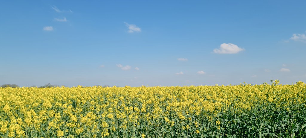 CTywydd's tweet photo. Fab weather & a great walk today. Recce for @ProstateCymru celebration walk in July. Look out for details on this circular walk in the Cowbridge area @visitthevale #ambassador #walking #valewalks https://t.co/ksi4A8KHE3