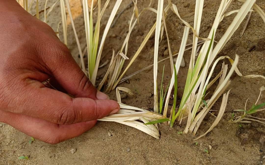 VetiverNepal's tweet photo. #Vetiver that we planted just 10 days ago in 'Fast Track' Highway Project has begun to see green emerging. Sustainable &amp; low-cost bioengineering like this is what #Nepal desperately needs at a fraction of the cost of civil engineering, saving billions of rupees !! @NDRRMA_Nepal https://t.co/BiqcI2E1QW