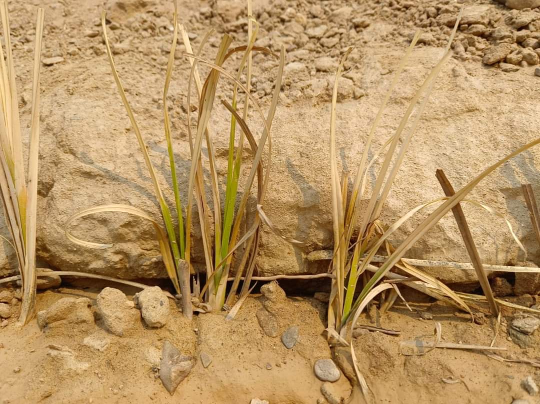 VetiverNepal's tweet photo. #Vetiver that we planted just 10 days ago in 'Fast Track' Highway Project has begun to see green emerging. Sustainable &amp; low-cost bioengineering like this is what #Nepal desperately needs at a fraction of the cost of civil engineering, saving billions of rupees !! @NDRRMA_Nepal https://t.co/BiqcI2E1QW