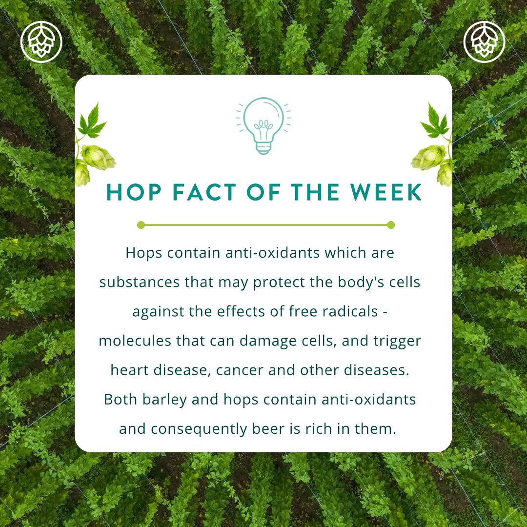 CharlesFaram's tweet photo. Well cheers to that! 🍻

#faramfacts #faramfamily #creatingflavour #changingfaces #expertise #innovation #facts #hopster #hop #beersoftwitter https://t.co/I8vose5Ans