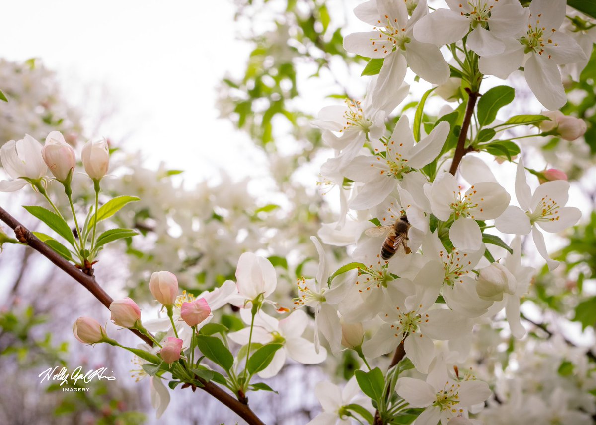 “Bee Happy For Spring” ᵖʳⁱⁿᵗˢ —❥ hollyapril-harris.pixels.com/featured/bee-h…

#supportsmallartists #photography #photo #photooftheday #Beautiful #Photographer #pennsylvania #happy  #flower #flowers #spring #springtime #nature #naturephotography #bee #AppleBlossoms #honeybee #fineartamerica