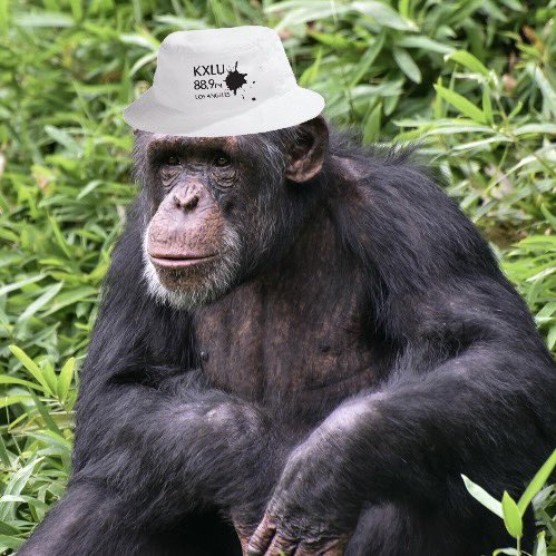 ZOO_CROO's tweet photo. The SHOCK-JOCK-O-TRON 10,000 is accessing the forbidden MKULTRA Mind Control Databases and BIO-HACKING YOUR PRIMITIVE PRIMATE BRAIN COMPUTERS to make you buy @KXLU889 bucket hats for the #FUNDRAZOR PLEDGE DRIVE! 

Tune in now and visit https://t.co/mnbLURQqJC to GET THAT HAT! https://t.co/K3vm5mgNCc
