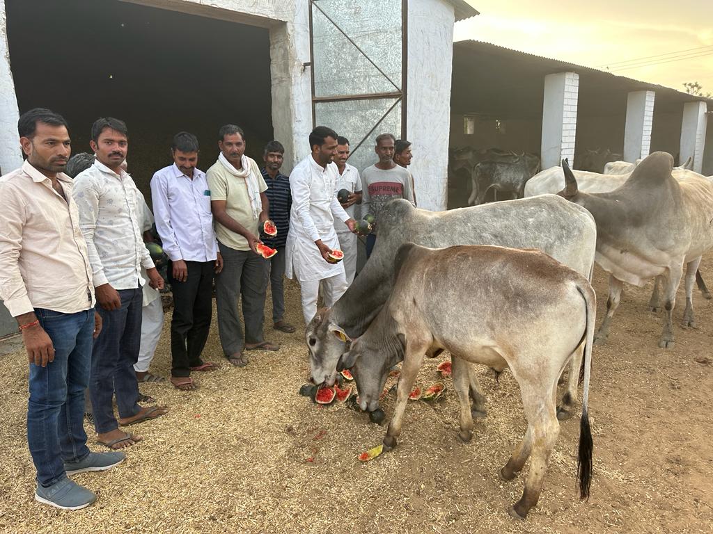 HanumanDidwana's tweet photo. गौ-सेवा
आज गौशाला डीकावा व बरांगना में जाकर गौ-माता को तरबूज खिलाने का सौभाग्य प्राप्त हुआ। गौ-माता के समीप जाकर सेवा करके जो सुकून महसूस हुआ वह शब्दों में बयां करना मुश्किल है। गौ- माता से रची बसी उस आबोहवा ने जो मुझे मंत्र मुक्त कर दिया।
जय गौ माता की #gomata #maulasar #didwana https://t.co/9gKzACxkS1