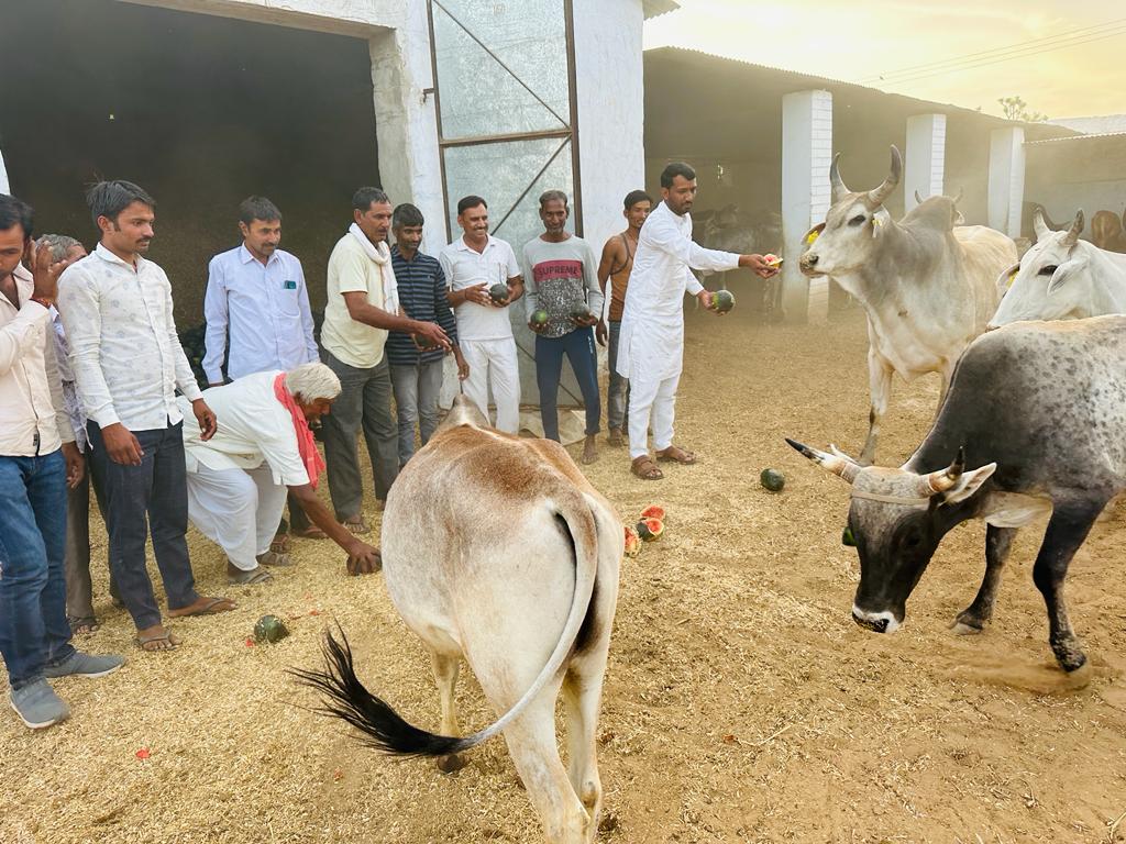 HanumanDidwana's tweet photo. गौ-सेवा
आज गौशाला डीकावा व बरांगना में जाकर गौ-माता को तरबूज खिलाने का सौभाग्य प्राप्त हुआ। गौ-माता के समीप जाकर सेवा करके जो सुकून महसूस हुआ वह शब्दों में बयां करना मुश्किल है। गौ- माता से रची बसी उस आबोहवा ने जो मुझे मंत्र मुक्त कर दिया।
जय गौ माता की #gomata #maulasar #didwana https://t.co/9gKzACxkS1