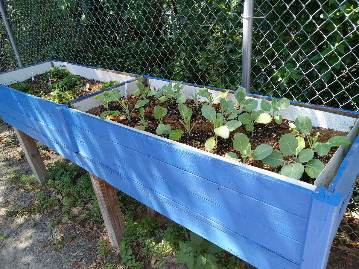 vsuenactusgreen's tweet photo. It was a wonderful time at the Greenhouse. Our collards and spinach grew nicely, and we were able to harvest bags for the Lamp residents. In addition, we were able to better optimize our space by creating an additional composting site! Can't wait for bigger and better things!!! https://t.co/bE7agH8oOf