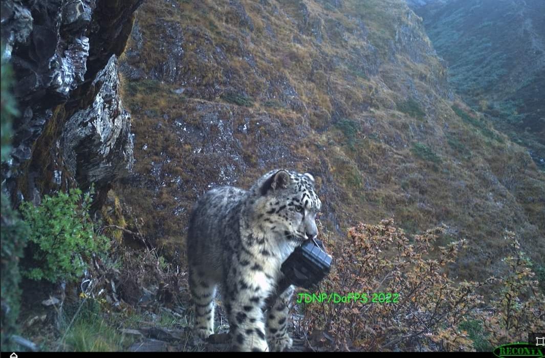 Snow Leopards are potential of doing this, checking out well on the surroundings. Camera traps tried and tested by Snow Leopards in Jigme Dorji National Park, Bhutan. ☺️👍🖼️
📸 JDPN.