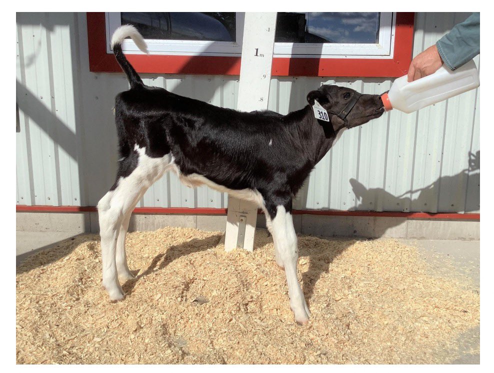 Some exciting news in Room 102 - we have adopted a calf named Jello! Over the next few weeks, we will learn all about Jello and Ontario Dairy farms. We will have an opportunity to ask questions and see pictures and videos of Jello! <a href="/AscensionHcdsb/">Ascension School</a>